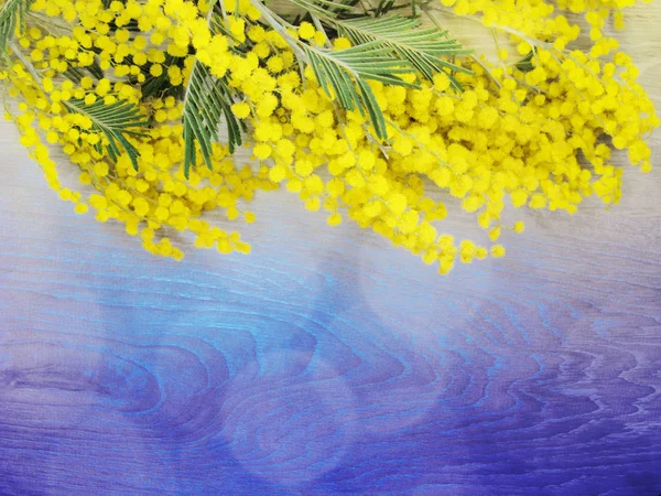 Mimosa amarillo arbusto primavera floral fondo 8 tarjeta de marzo — Foto de Stock