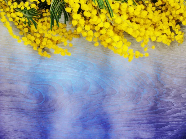 mimosa yellow bush spring floral background 8 march card