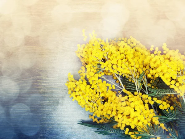 Mimosa yellow bush spring floral background 8 march card — Stock Photo, Image