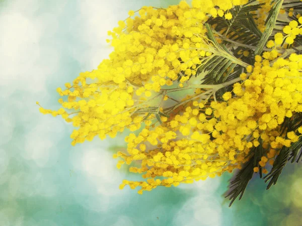 Mimosa yellow bush spring floral background 8 march card — Stock Photo, Image