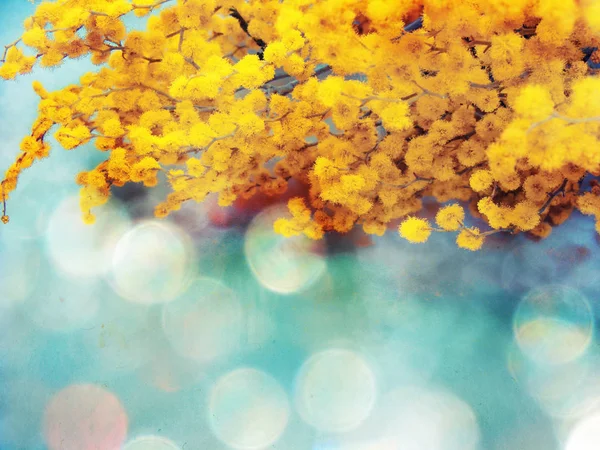 mimosa yellow bush spring floral background 8 march card