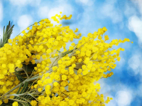 Mimosa gul bush spring blommig bakgrund 8 mars kort — Stockfoto