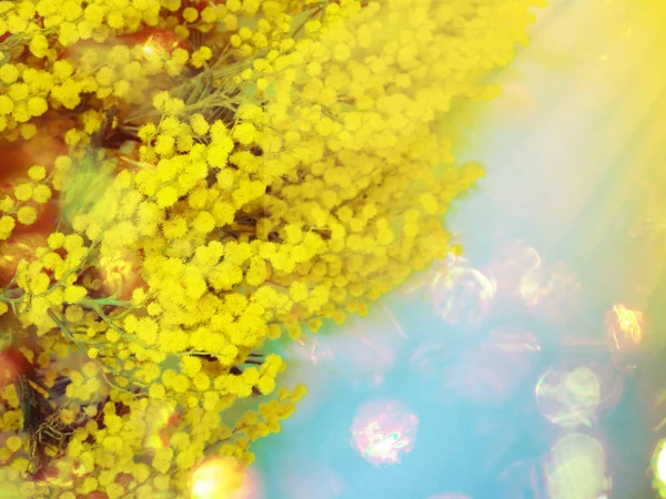 Mimosa yellow bush spring floral background 8 march card — Stock Photo, Image