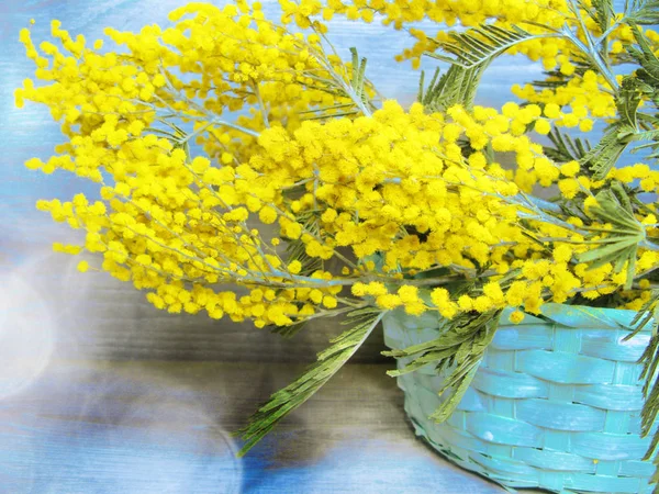 Mimosa amarillo arbusto primavera floral fondo 8 tarjeta de marzo — Foto de Stock