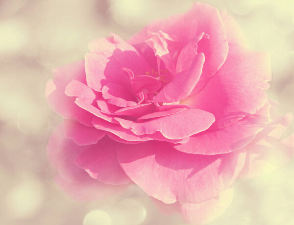Rose flower background love wedding card with blurs lights