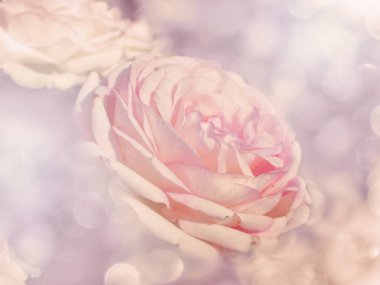 Düğün Sevgililer günü tatil CA için bulanıklaştırır arka plan gül