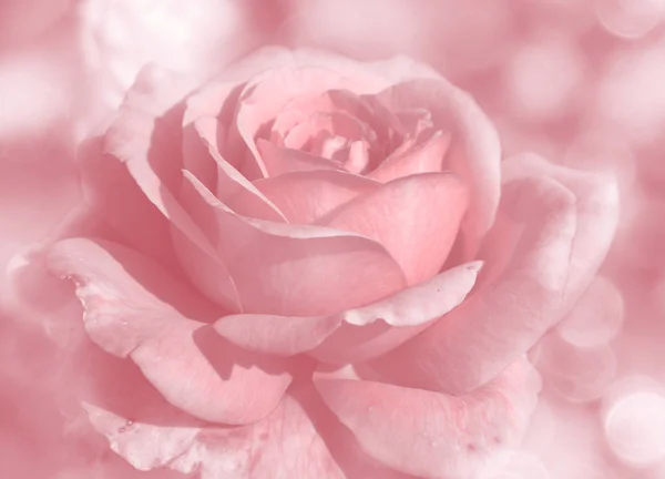 Rose background with blurs for wedding valentines day holiday ca — Stock Photo, Image