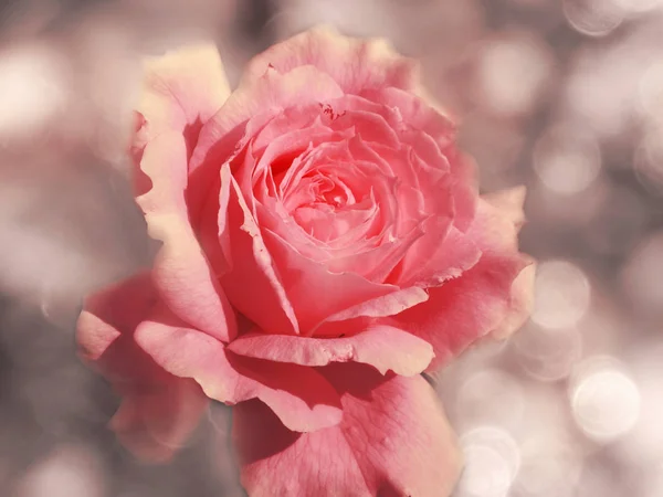 Fondo rosa con difuminaciones para vacaciones de día de San Valentín de boda ca —  Fotos de Stock