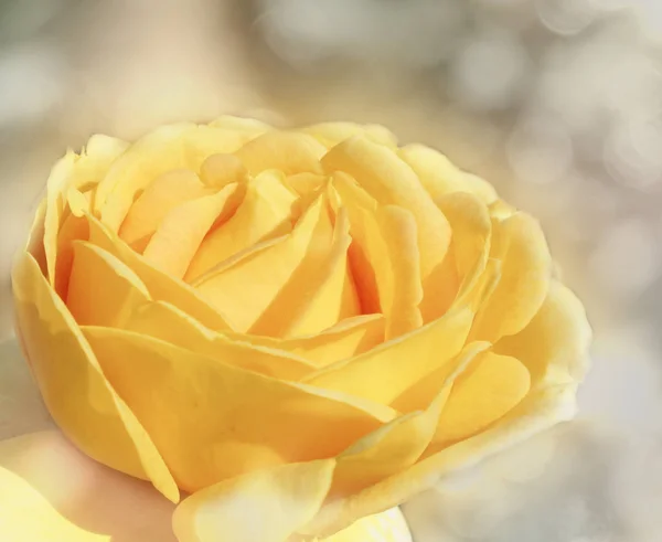 Růže na pozadí s rozostřením svatebních valentinek denní dovolená CA — Stock fotografie