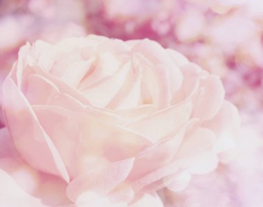 Düğün Sevgililer günü tatil CA için bulanıklaştırır arka plan gül