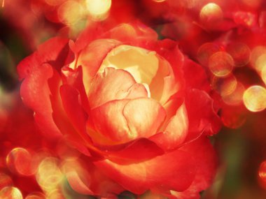 Düğün Sevgililer günü tatil CA için bulanıklaştırır arka plan gül