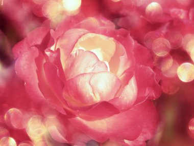 Düğün Sevgililer günü tatil CA için bulanıklaştırır arka plan gül