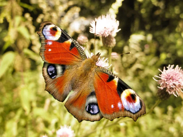 Mariposa sobre flores verano prado naturaleza floral fondo — Foto de Stock