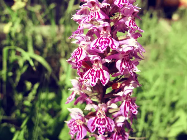 Champ orchidée fleurs été prairie nature fond floral — Photo