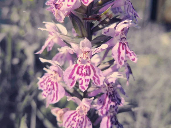 フィールド蘭の花夏の草原自然の花の背景 — ストック写真