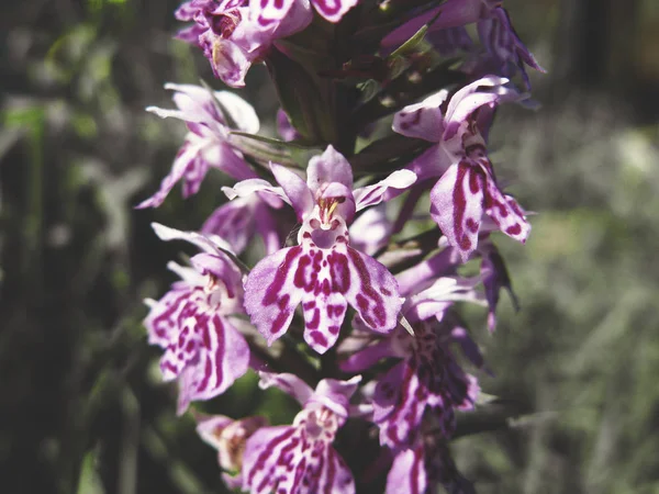 Campo orquídea flores verano prado naturaleza floral fondo — Foto de Stock