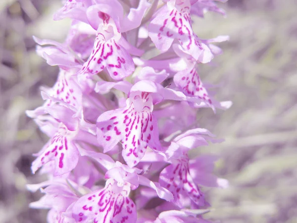 Champ orchidée fleurs été prairie nature fond floral — Photo