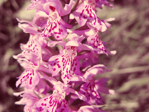 Campo orquídea flores verano prado naturaleza floral fondo — Foto de Stock