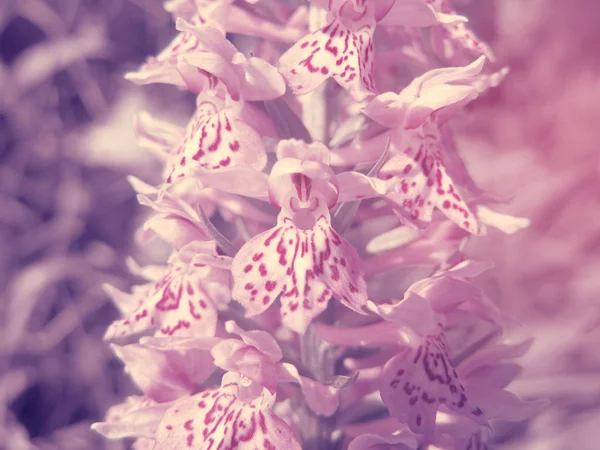 フィールド蘭の花夏の草原自然の花の背景 — ストック写真