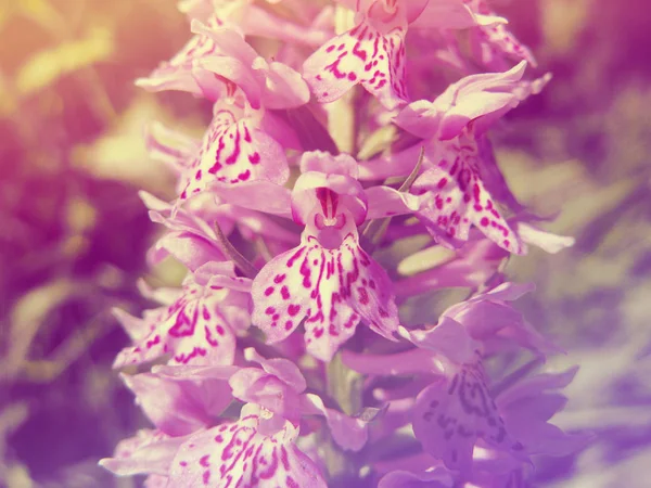 Champ orchidée fleurs été prairie nature fond floral — Photo