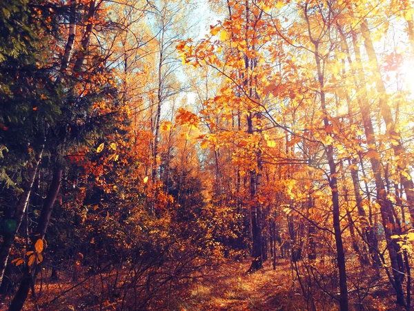 Осенний фоновый лес с желтыми красными листьями с солнечным светом — стоковое фото