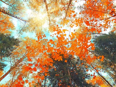 güneşli ışık ile sarı kırmızı yaprakları ile sonbahar manzara orman 