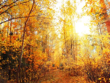 güneşli ışık ile sarı kırmızı yaprakları ile sonbahar manzara orman 