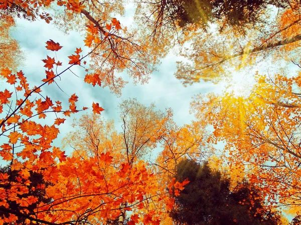 Őszi táj, sárga piros levelekkel, napos fénnyel — Stock Fotó