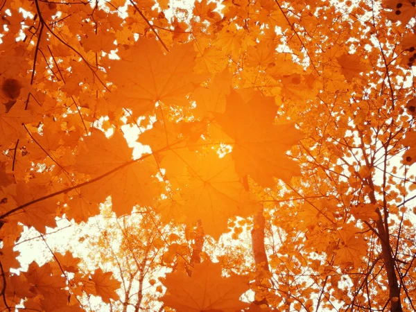 Forêt de paysage d'automne avec feuilles rouges jaunes avec lumière ensoleillée — Photo