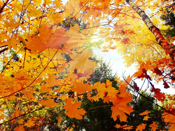 Φθινόπωρο δάσος τοπίο με κίτρινα κόκκινα φύλλα με ηλιόλουστο φως — Φωτογραφία Αρχείου