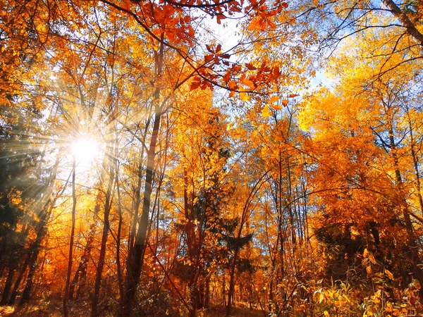 Осенний пейзажный лес с желтыми красными листьями с солнечным светом — стоковое фото