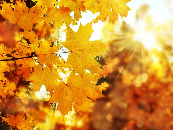 Autumn landscape forest with yellow red leaves with sunny light — Stock Photo, Image