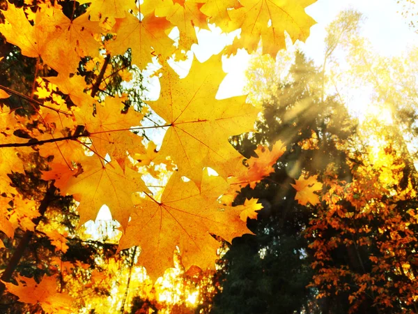 Forêt de paysage d'automne avec feuilles rouges jaunes avec lumière ensoleillée — Photo