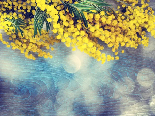 Mimose gelb Busch Frühling blumigen Hintergrund 8 März-Karte — Stockfoto