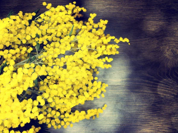 Mimosa yellow bush spring floral background 8 march card — Stock Photo, Image