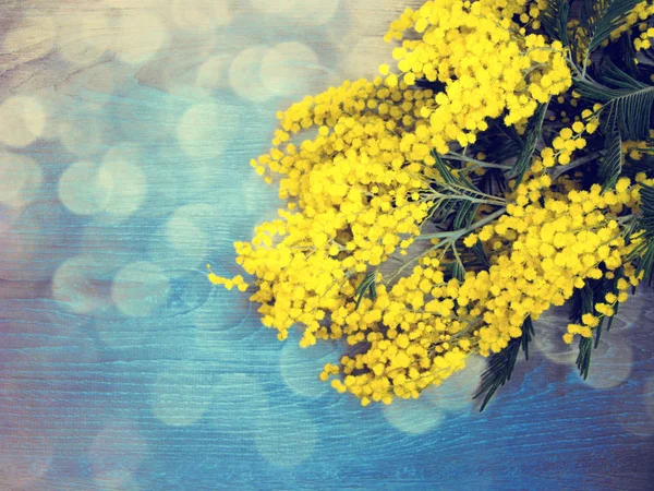 Mimosa yellow bush spring floral background 8 march card — Stock Photo, Image