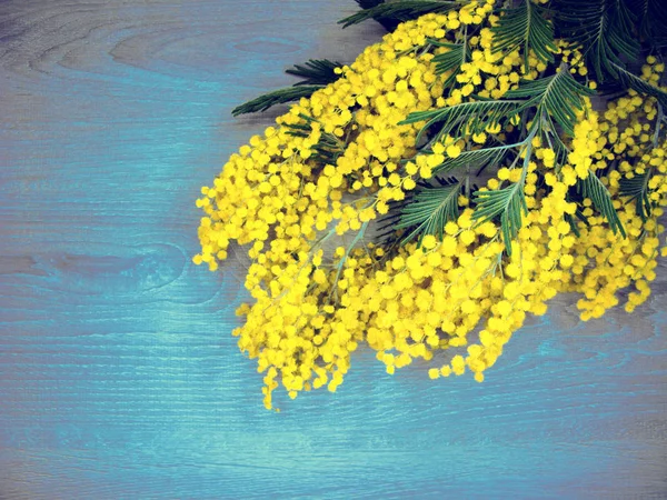 Mimosa gul bush spring blommig bakgrund 8 mars kort — Stockfoto