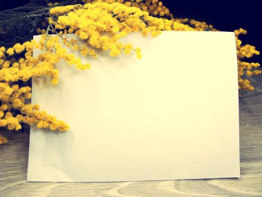 Mimoza sarı bush bahar çiçek arka plan 8 Mart kartı