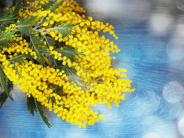 Мимоза желтый куст весенний цветочный фон 8 марта карты — стоковое фото