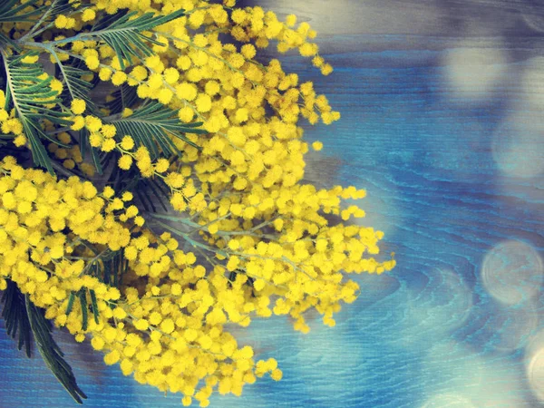 Mimosa jaune buisson printemps floral fond 8 mars carte — Photo