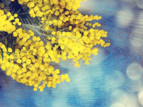 mimosa yellow bush spring floral background 8 march card