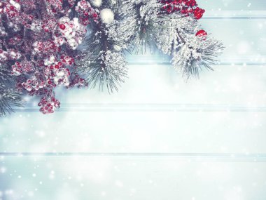 köknar dalları konileri ve kar ile kış arka plan