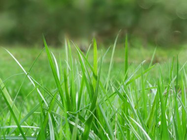 soyut arka plan bahar yeşil çim sarı bulanık orman