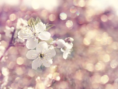 kiraz çiçekleri soyut pembe arka plan yumuşak bulanık bahar lekeleri