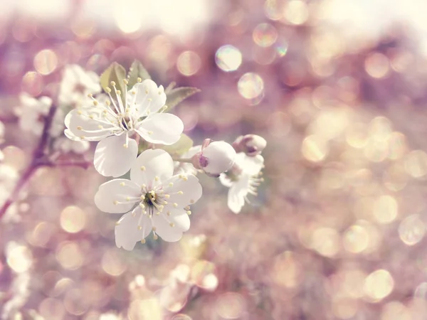 Fleurs de cerisier abstrait fond rose doux flou fleurs de printemps — Photo