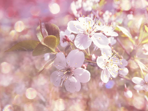 Kirschblüten abstrakt rosa Hintergrund weich verschwommen Frühling blos — Stockfoto