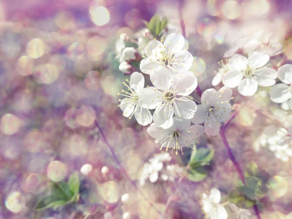 Kirschblüten abstrakt rosa Hintergrund weich verschwommen Frühling blos — Stockfoto