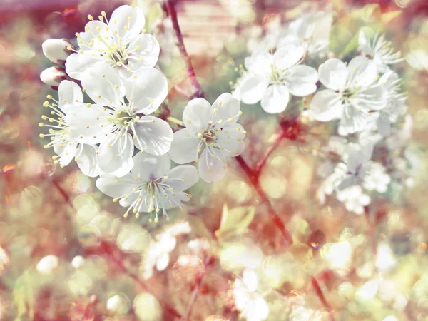Kirschblüten abstrakt rosa Hintergrund weich verschwommen Frühling blos — Stockfoto