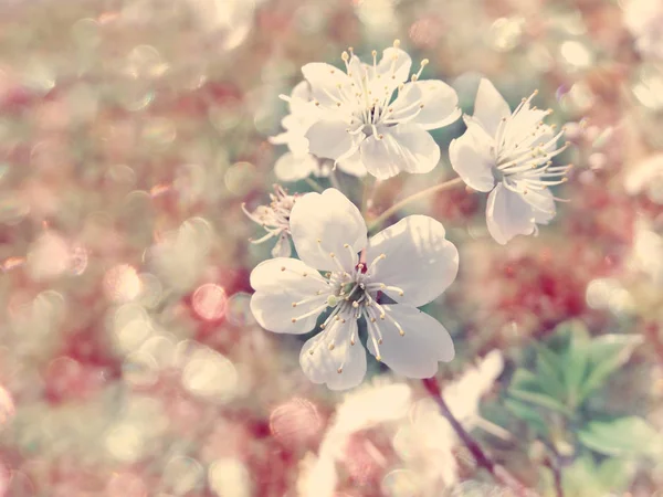 Flores de cereja abstrato rosa fundo suave blos primavera borrada — Fotografia de Stock