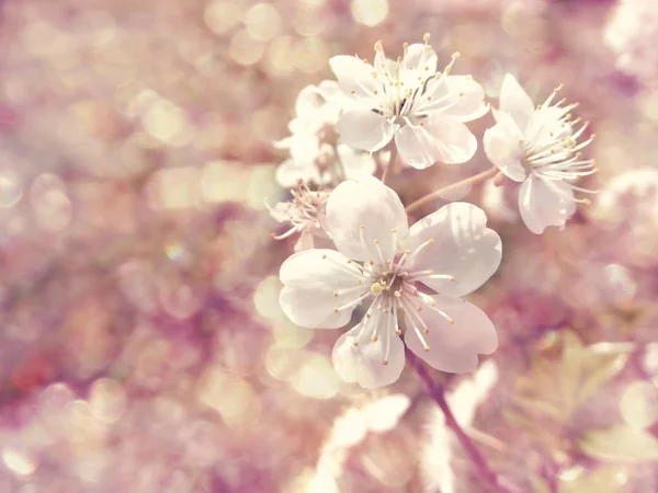 Kirschblüten abstrakt rosa Hintergrund weich verschwommen Frühling blos — Stockfoto